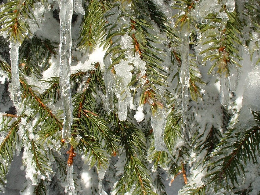 Zieleniec 2003